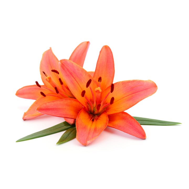 Parfum cosmétique Fleur de lys
