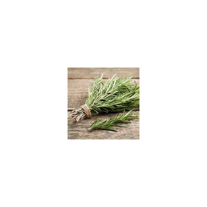 Hydrolat Romarin camphré Bio