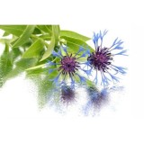 Eau de bleuet 120 ml