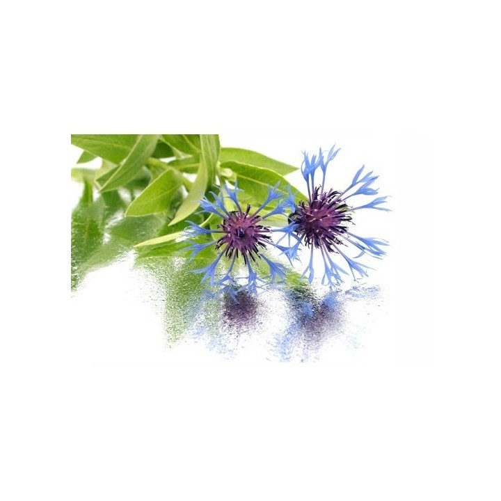 Eau de bleuet 120 ml