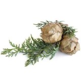 Hydrolat de Cyprès bio 