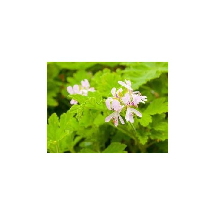 Hydrolat de Geranium Bourbon bio 
