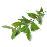 Hydrolat de Laurier Noble bio 