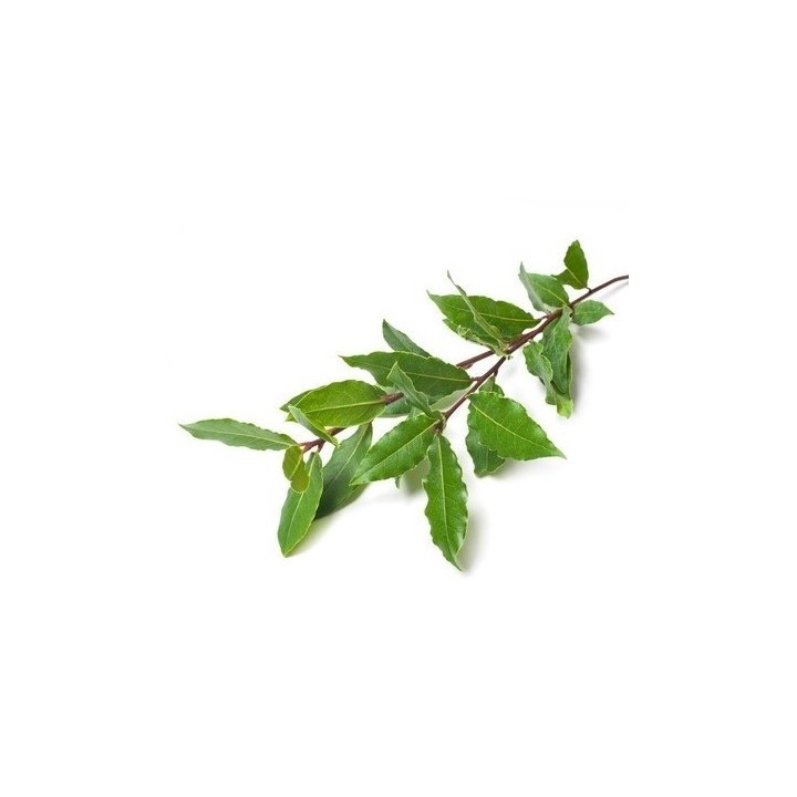 Hydrolat de Laurier Noble bio 