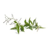 Hydrolat Verveine Odorante