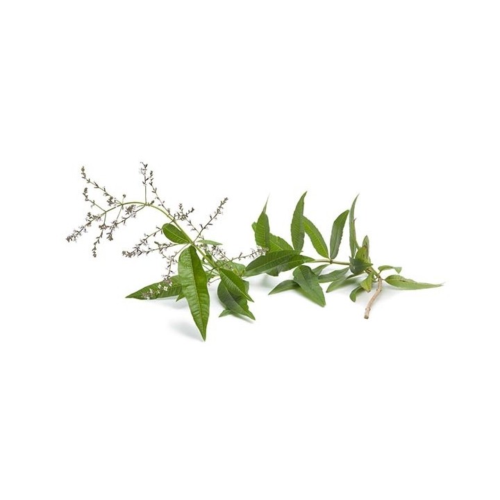 Hydrolat Verveine Odorante