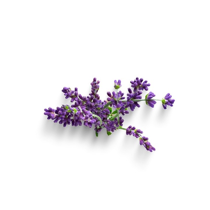 Parfum cosmétique Lavande 