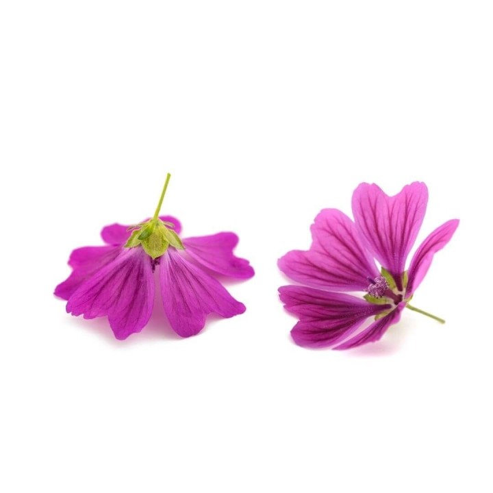 Parfum cosmétique Guimauve 