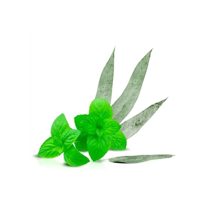Parfum cosmétique menthe eucalyptus 