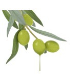 Parfum cosmétique Olive Méditerranéenne 