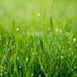 Parfum cosmétique Herbe Coupée