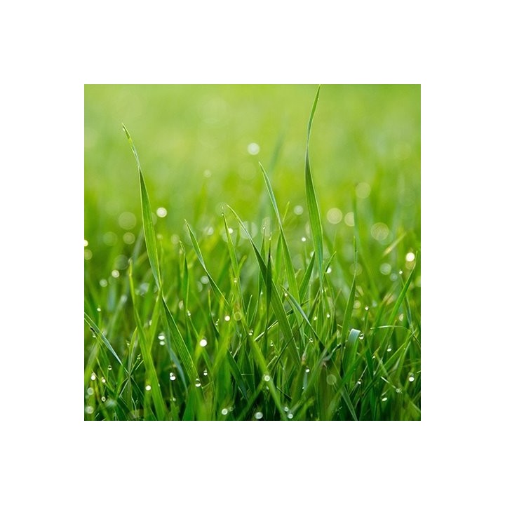 Parfum cosmétique Herbe Coupée