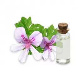 Χυδρολάτης Geranium Bourbon 