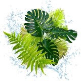 Parfum cosmétique Jungle et Liane Verte