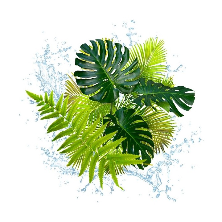 Parfum cosmétique Jungle et Liane Verte