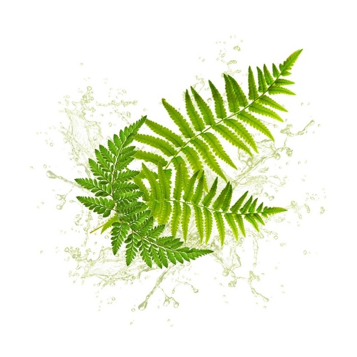 Parfum cosmétique Fougère et Sous-Bois 