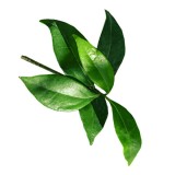 Camphre bois sauvage HUILE ESSENTIELLE
