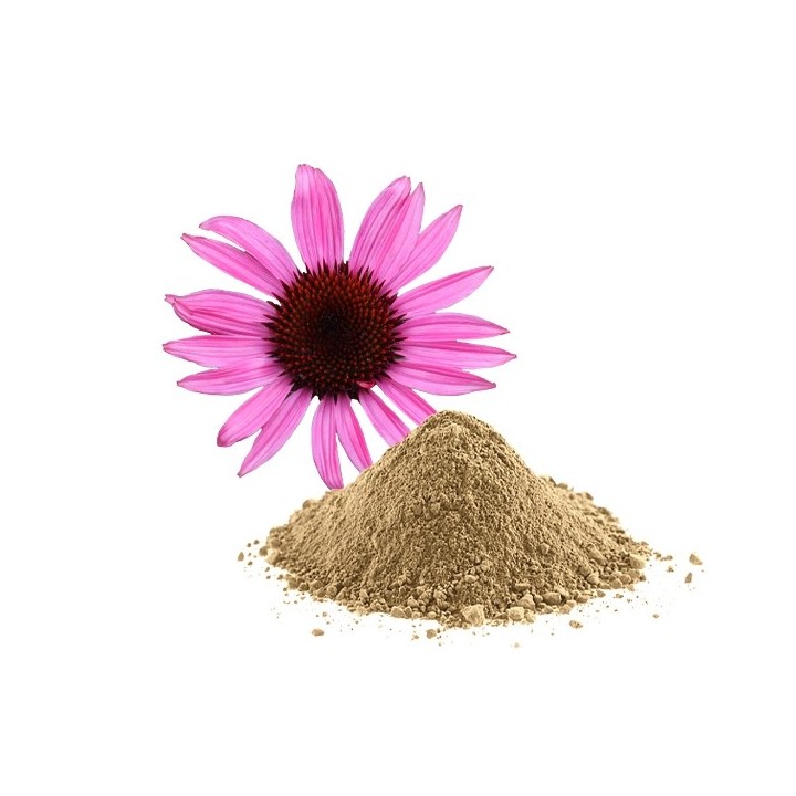 Echinacée pourpre POUDRE