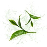 Parfum cosmétique Thé Vert