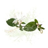 Parfum cosmétique Chevrefeuille