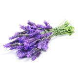 Hydrolat de Lavande Officinale bio France 