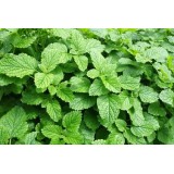 Hydrolat Menthe Poivrée bio France 