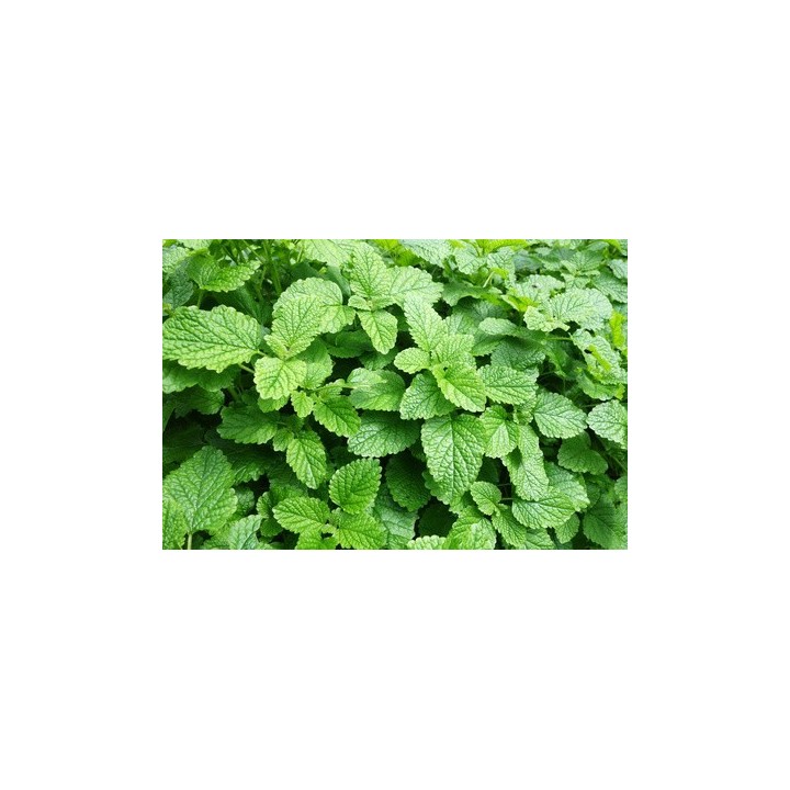 Hydrolat Menthe Poivrée bio France 