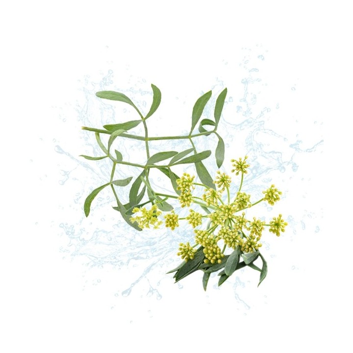 Parfum cosmétique Criste Marine