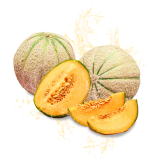 Parfum cosmétique Melon de Provence