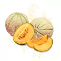 Profumo cosmetico Melon de Provence