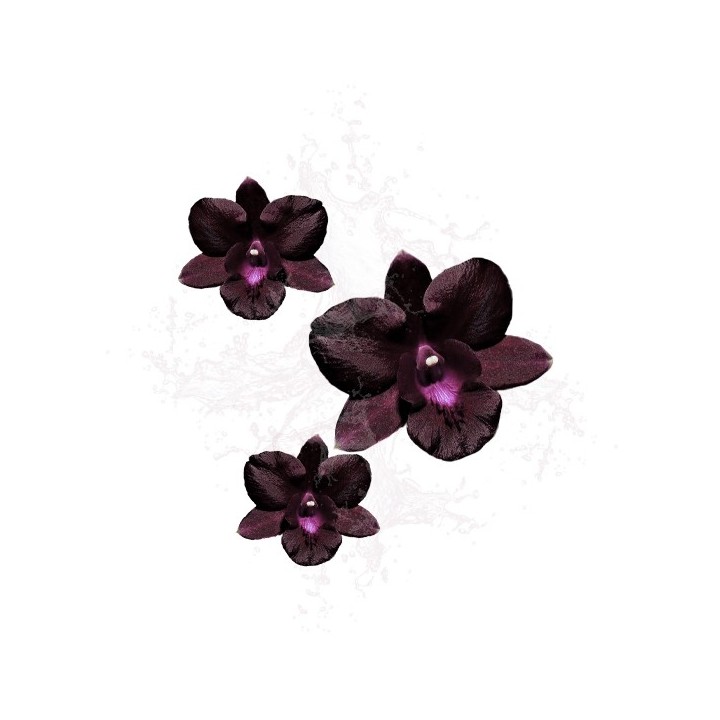 Parfum cosmétique Orchidée noire