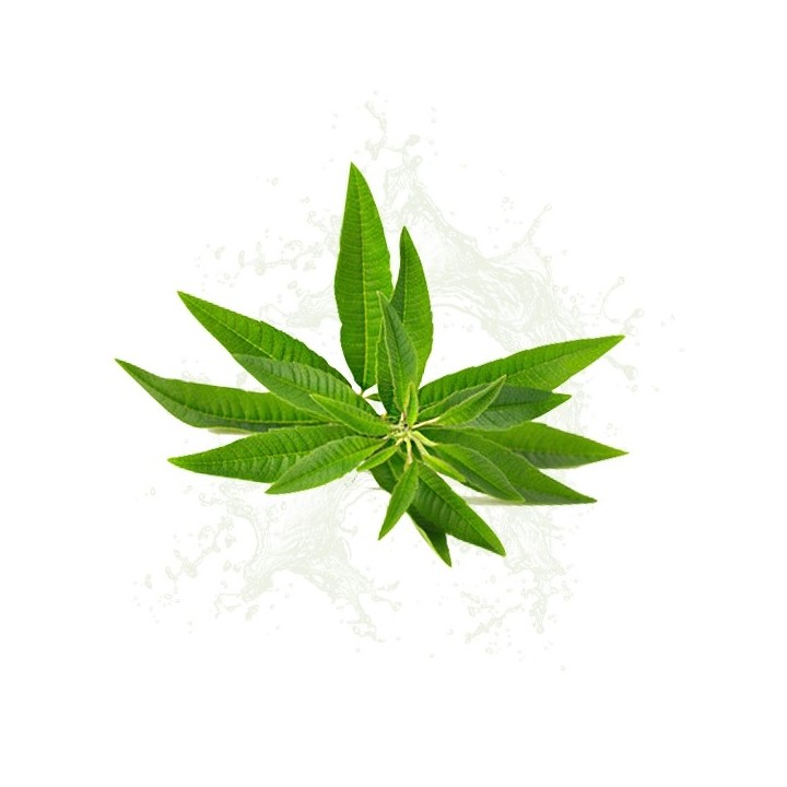Parfum cosmétique Verveine 