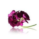 Parfum cosmétique Géranium 