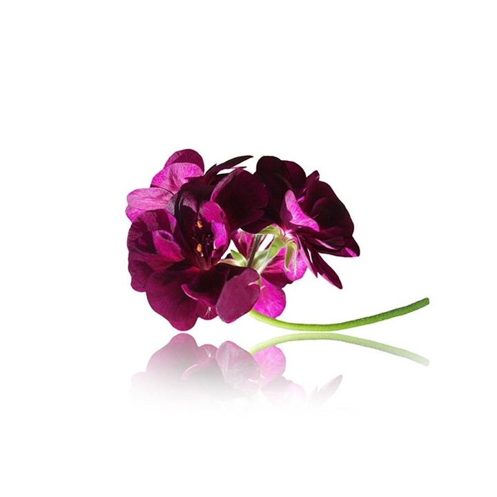 Parfum cosmétique Géranium 