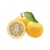 Parfum cosmétique Yuzu