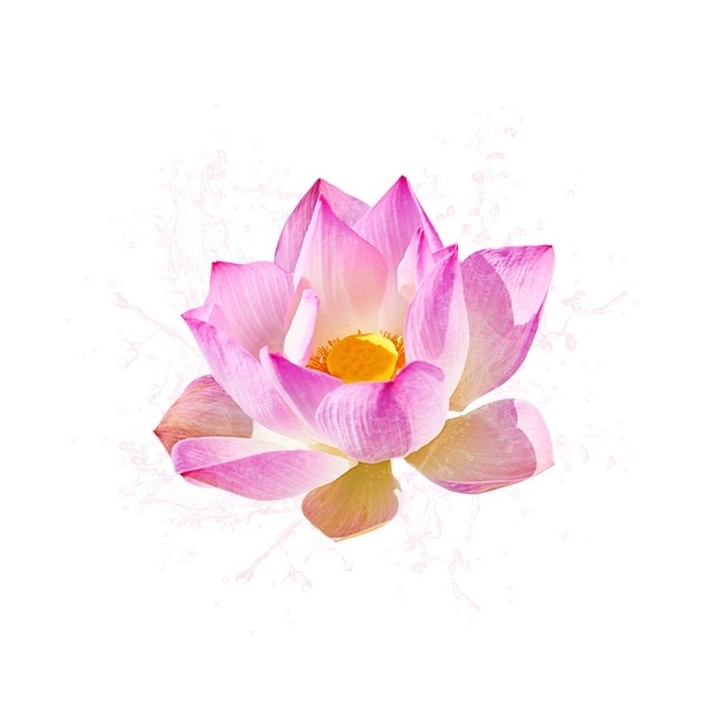 Parfum cosmétique Fleur de Lotus 