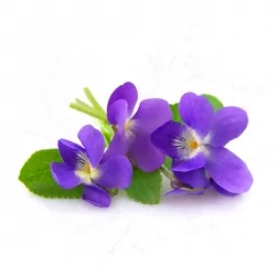 Violet kozmetikai parfüm