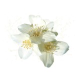 Parfum cosmétique Fleur de seringa
