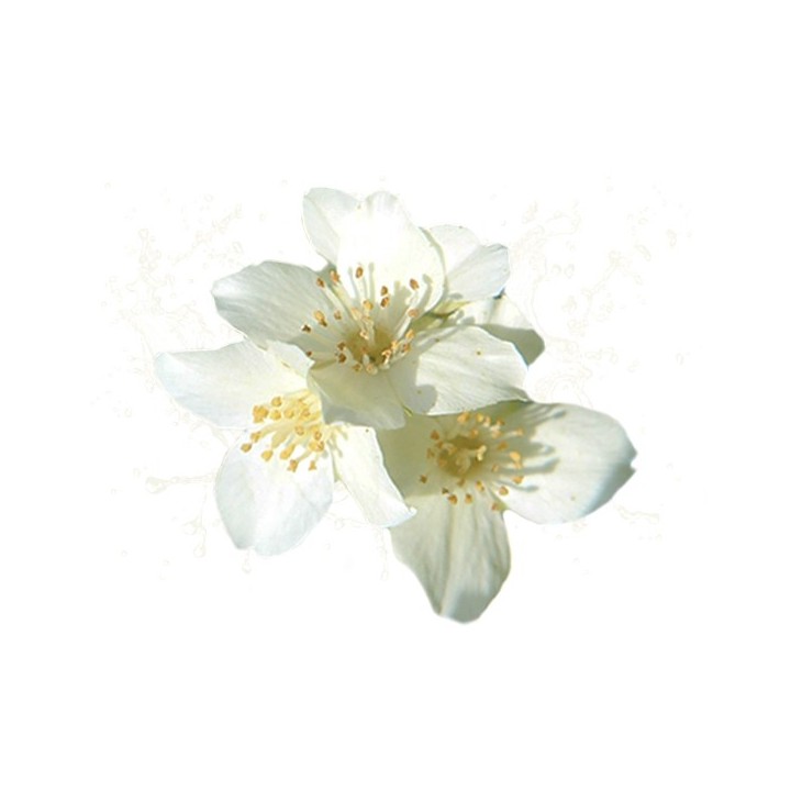 Parfum cosmétique Fleur de seringa