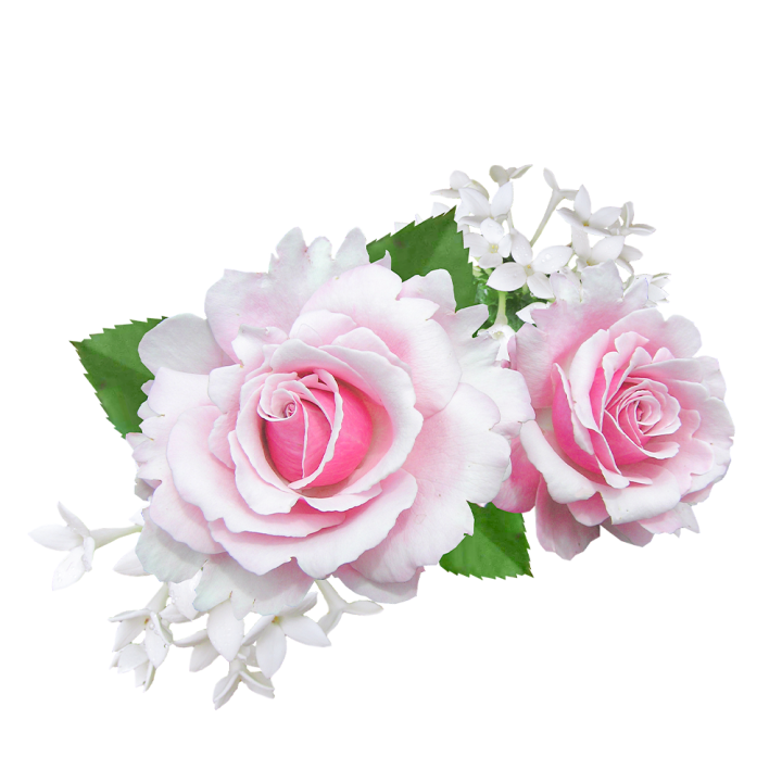 Parfum cosmétique Rose poudrée