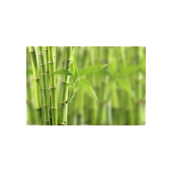 Parfum cosmétique Bambou