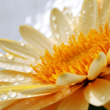 Calendula  EXTRAIT HYDROGLYCÉRINÉ