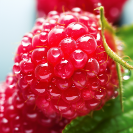 Framboise EXTRAIT HYDROGLYCÉRINÉ