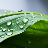 Plantain EXTRAIT HYDROGLYCÉRINÉ