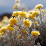 Immortelle EXTRAIT HYDROGLYCÉRINÉ