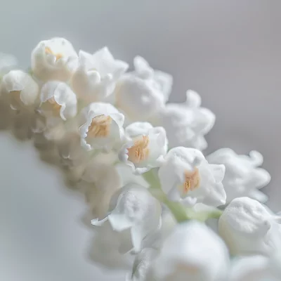 Profumo cosmetico Fiore di Muguet