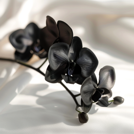 Parfum cosmétique Orchidée noire