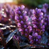 Lavande officinale : l'huile essentielle merveilleuse