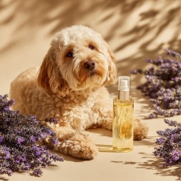 SPRAY ANTI-PARASITES POUR CHIENS A LA LAVANDE