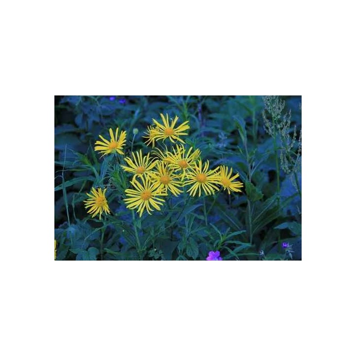 Hydrolat d'Inule odorante  Bio